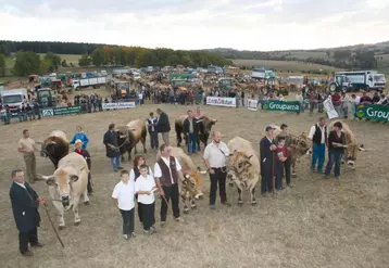 Les plus beaux animaux du concours au 1er plan et de gauche à droite : “Nippone” (M. Protet) ; “Ukraine” (M. Bertrand) ; “Lauréate” (Gaec Raynal) ; “Rebille” (Gaec Guibal), “Bohème” (Earl Raynal). Au 2nd plan : “Virenque” (M. Poudevigne) ; “Urbain” (Gaec des Chazettes) et “Obélix” (Gaec Guibal).