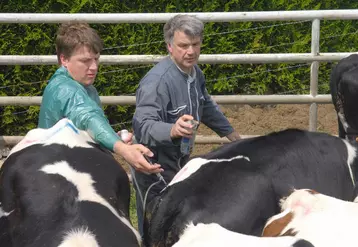 Depuis le 26 septembre dernier, 80 000 bovins ont été vaccinés dans le Cantal.