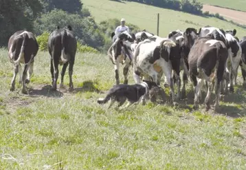 Comme s’il était doté d’un sixième sens, le chien perçoit, souvent plus vite que l’homme, l’animal qui cherche à s’échapper.