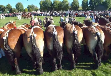 Du suspense et de la qualité : le concours départemental de chevaux lourds a tenu ses promesses samedi à Allanche.