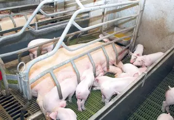 La nouvelle grille permettra aux éleveurs de la Capp de bénéficier d’un soutien jusqu’à 15 euros par porc charcutier produit.