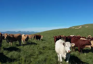 Un peu plus de 4 000 bovins ont été estivés en 2018.