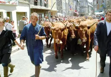 Le troupeau de l’élevage Oculy se fraie un passage dans les rues d’Allanche.