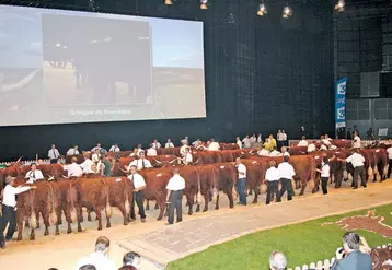 L’OS salers a dû refuser une centaine d’animaux, preuve de l’engouement des éleveurs pour ce National au Sommet...