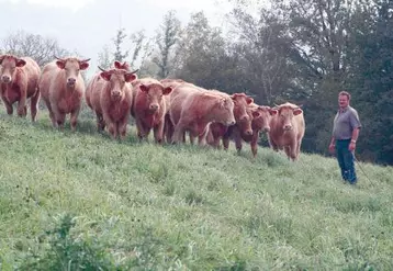 Michel Noyer, éleveur à Saint-Chamant, prépare un lot de génisses grasses salers croisées charolais pour 2008.