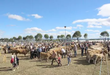 Le public est venu nombreux profiter de cette journée estivale. La star du jour : l’aubrac.