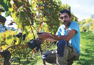 Des vignes épargnées ce printemps par le gel, une chance que Pierre Albepsy a appréciée à sa juste valeur aux vendanges.