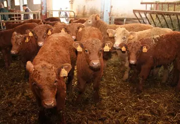 La productivité, à commencer par l'objectif d'un veau par vache et par an, est la planche de salut de l'élevage allaitant.