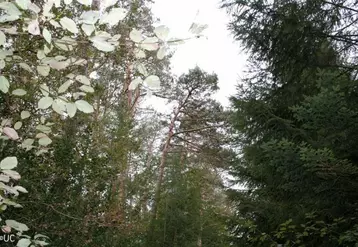 Quatre-vingts pourcents des forêts cantaliennes sont privées.