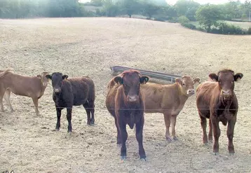 Si elle se confirme, la sécheresse pourrait finir de fragiliser une agriculture locale déjà affaiblie.