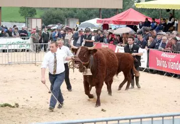 200 éleveurs étrangers sont attendus du 14 au 17 septembre à Salers pour des journées internationales qui se termineront autour du concours national de la race.