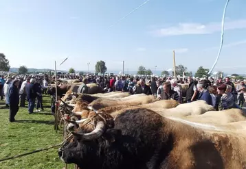 Quarante-sept exposants, 383 animaux exactement : les chiffres étaient positifs pour ce Départemental.