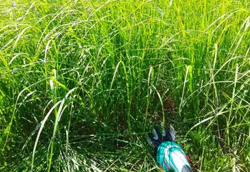L'analyse de l'herbe permet de mesurer les indices d'azote, de phosphore et de potassium.