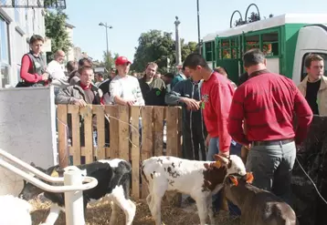 “On a bien compris que la balle est dans notre camp”, admet la préfecture après que neuf veaux lui ait été livrés.