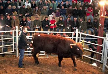 Deux taureaux ont atteint ou dépassé le seuil des 7 000 euros, dont “Agrume” (photo), acheté par deux éleveurs du berceau.