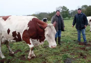 Passionné de montbéliardes, Johan Meynial a aussi œuvré aux côtés de Pierre Meihoc et de son fils à la préparation d’Ultime, sacrée championne pour la seconde fois à Pleaux en août 2009.