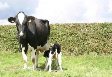 S’il reste possible de basculer d’un système à une autre, le dispositif vise surtout les éleveurs de troupeaux mixtes qui veulent se spécialiser.