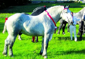 L’organisation mise en place depuis 1996 par la section équine de GDS Creuse en relation étroite avec le syndicat des éleveurs de chevaux de trait a permis de maintenir une situation sanitaire favorable avec un engagement financier limité. Face aux risques sanitaires actuels en AVE et métrite équine contagieuse et devant les obligations variables (dépistage obligatoire pour les stud-books Percheron et Ardennais), le dépistage se poursuit.