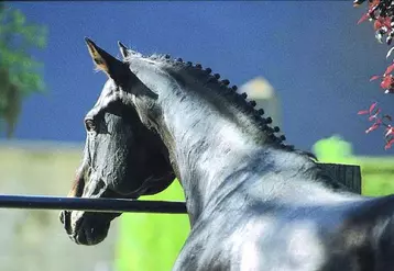 En 2010 verront le jour un travail sur un cas-type trait, un programme de formation sur l'alimentation du cheval ainsi qu'un témoignage présentant une structure équestre du réseau.