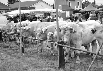 Cent soixante-deux bovins et 121 ovins furent au rendez-vous cette année.