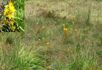 La narthécie des marais est une plante vivace des marais et landes
tourbeux dans l’Ouest, le Centre, les Pyrénées. Elle se reconnaît
facilement durant la période de floraison de juin à août, à ses fleurs
jaunes disposées en grappe. Typique des tourbières, des prés humides et des marécages, elle indique toujours des lieux d’écoulements d’eau, car elle a besoin, pour vivre, d’avoir les « pieds » dans l’eau.