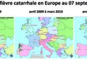 Grâce aux campagnes de vaccinations obligatoires de 2009 et 2010 (plus de 16,3 millions de bovins et 5,9 millions de petits ruminants vaccinés en 2010), la situation épidémiologique de la fièvre catarrhale a pu être maîtrisée : seul un foyer a été détecté en 2010 contre 32 000 en 2008 et 83 en 2009. La nécessité de maintenir un haut niveau de protection sanitaire des cheptels demeure.