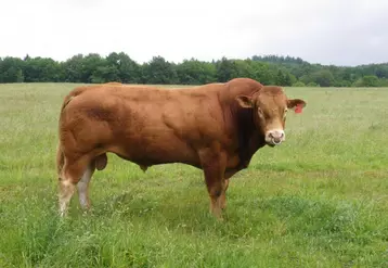 Bandit-MN au Gaec Malabre qualifié RRE VS sur descendance en ferme (top 1 % supérieur de la race), sera diffusé par insémination animale dès la fin 2011.