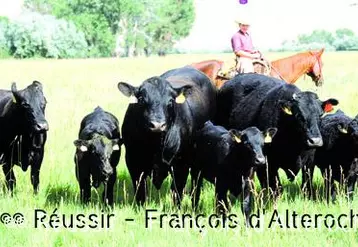 Troupeau américain dans une prairie du Wyoming.