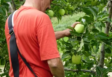 Près de 5 000 cueilleurs seront mobilisés durant trois semaines pour récolter quelques 100 000 tonnes de pommes.