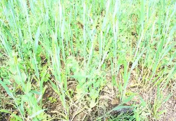 Les mélanges céréales-protéagineux, souvent appelés méteil consistent à associer une ou plusieurs espèces de céréales (blé, triticale, avoine) avec une ou plusieurs espèces de protéagineux (pois fourragers, pois protéagineux, féverole).