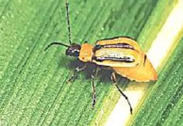 Diabrotica virgifera virgifera LeConte.