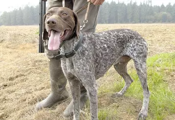 La période d'ouverture générale de la chasse à tir et de la chasse au vol est fixée pour le département du dimanche 12 septembre à 8 h au lundi 28 février au soir.