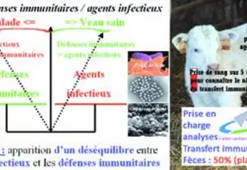 L'avenir du veau se joue dans les heures suivant sa naissance. Dans l'utérus, le fœtus se trouve sous haute protection. A la naissance, un envahissement brutal de son tube digestif par les micro-organismes se réalise alors qu'il est totalement dépourvu de défenses immunitaires. La connaissance du facteur majeur de déséquilibre va déterminer le plan de lutte. Cela demande une analyse des fèces et du transfert immunitaire.