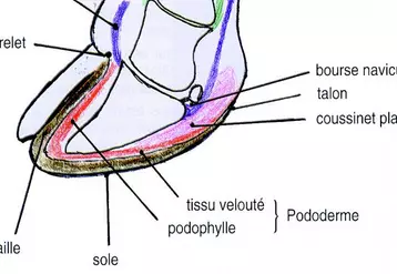 La bonne réalisation d’un parage commence par une certaine connaissance de l’anatomie du pied des bovins.