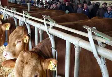 3 900 euros, le prix moyen des taureaux vendus le 12 avril.