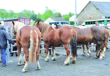 Des chevavux de traits de race bretonne.