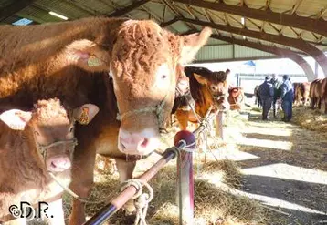 La répartition géographique des animaux retenus est la suivante : Haute-Vienne (20), Corrèze (12), Creuse (2), Charente (2), Cantal (1), Indre-et-Loire (1), Manche (1) et Tarn (1).