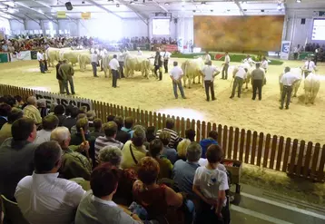 Jugement des sections pendant le concours charolais.