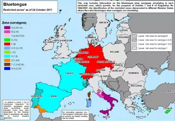 Certains pays ont retrouvé leur statut indemne en 2011 (Royaume uni, Norvège, Autriche, etc.). D’autres pays de l’Europe du Nord l’envisagent. À l’inverse, des pays du Sud de l’Europe « vivent » avec la maladie. Étant donné la dépendance de l’élevage français vis à vis des exportations, la France doit capitaliser sur sa situation favorable et rechercher le statut indemne.