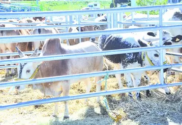 Animaux de nos contrées ou plus exotiques, tels un zébu ou une vosgienne : les visiteurs ont pu découvrir la diversité des races à viande.