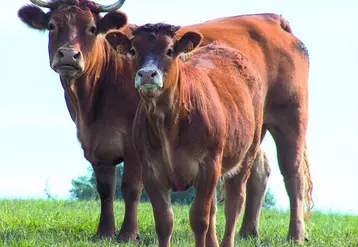 4 320 inséminations en race pure limousine ont été réalisées lors de la dernière campagne.