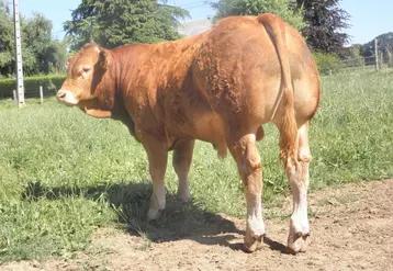 Le bien nommé Festival a été l’animal le mieux vendu de la vente aux enchères durant le Festival de l’Élevage.