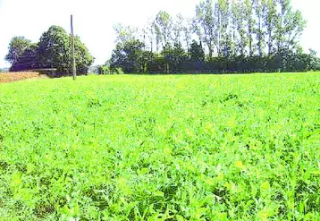 Vesce/avoine semée derrière un triticale/seigle/pois récoltés en grain.