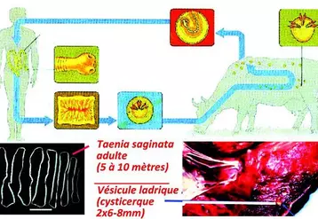 L'Homme s'infeste en consommant de la viande crue ou peu cuite renfermant des cysticerques. En 3 mois, la forme adulte de Tænia saginata est formée dans l'intestin grêle. Cinq à 10 anneaux mobiles du tænia sont expulsés chaque jour de façon spontanée. Dans le milieu extérieur, les anneaux sont lysés et libèrent les œufs (environ 80 000 par anneau, soit plus de 150 millions par an) qui sont très résistants dans le milieu extérieur, ainsi qu'aux agents physiques et chimiques.