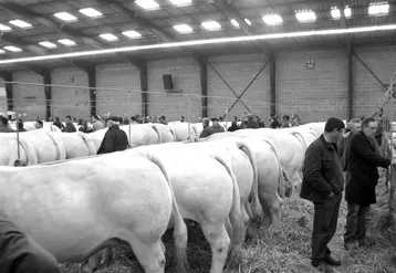 Les charolais