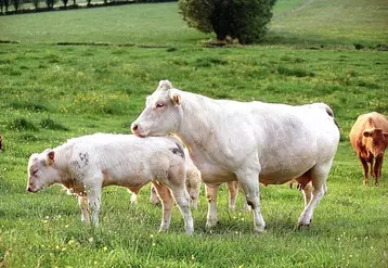 Les Creusois se positionnent de belle manière dans quelques catégories.