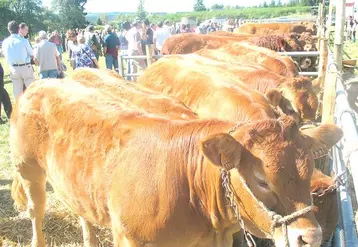 Bovins et ovins limousins, les races rustiques présentes sur le Plateau de Millevaches.