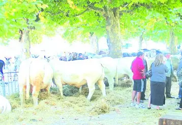 Le comice eut la visite de nombreux agriculteurs des environs.