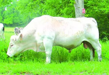 La conjoncture extrêmement difficile pour l'élevage avec un prix de la viande bas doit plus que jamais positionner l'amélioration génétique comme véritable levier de la compétitivité des cheptels.