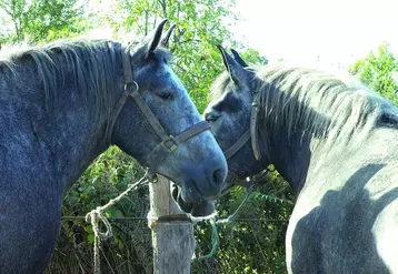 Les élevages de trait ont en moyenne 6 chevaux sur leur exploitation. 80 % d'entre eux ont moins de 10 chevaux, dont 60 % ont moins de 5 chevaux.